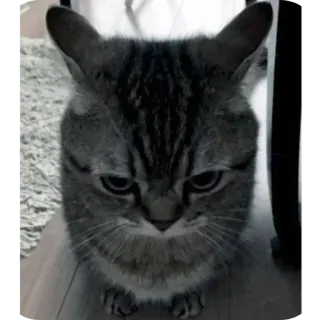 🌟 ecba8b6c kot, zwierzę, zły, zrzędliwy, zwierzak telegram sticker