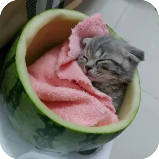 🐱 f4ba68a7 kociak, kot, śpiący, arbuz, zwierzę domowe, zwierzę, słodki telegram sticker