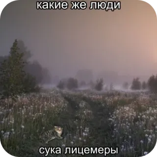 😢 0a2fcd9c какие же люди сука лицемеры gatto, natura, campo, paesaggio, ipocrita telegram sticker