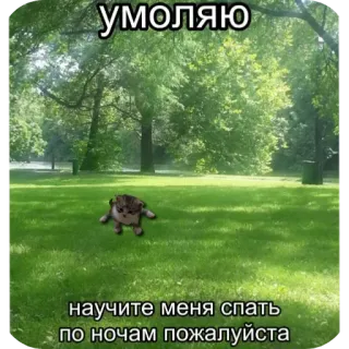 🥺 33a226ab умоляю
научите меня спать
по ночам пожалуйста gatto, sonno, meme, divertente, carino, erba, russo telegram sticker