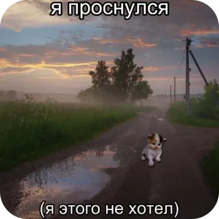 😢 3a3ae5e4 Я проснулся
(я этого не хотел) gatto, mattina, pozzanghera, strada, russo, meme telegram sticker