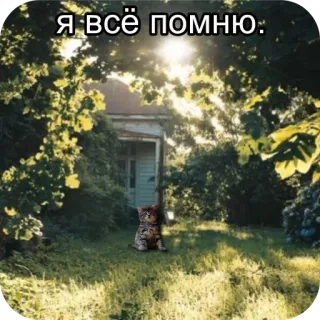 😠 58581f66 Я всё помню. gatto, ricordare, triste, ricordo, paesaggio, erba, casa telegram sticker