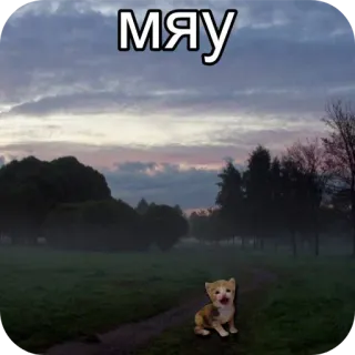 ❤ 92f11bc3 мяу gatto, gattino, natura, russo, cielo telegram sticker