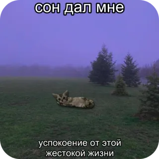 ☺ 9f2ed578 сон дал мне
успокоение от этой жестокой жизни gatto, sogno, sonno, calma, campo, nebbia telegram sticker