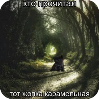 ❤ a8be8ea0 кто прочитал
тот жопка карамельная gatto, foresta, sentiero, meme, umorismo, russo, barzelletta telegram sticker