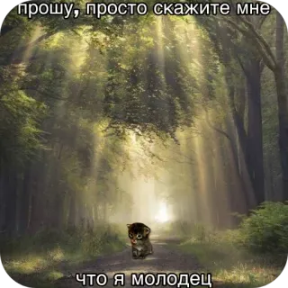 😓 b1196d99 прошу, просто скажите мне что я молодец gatto, foresta, gattino, motivazione, carino, luce del sole, sentiero telegram sticker