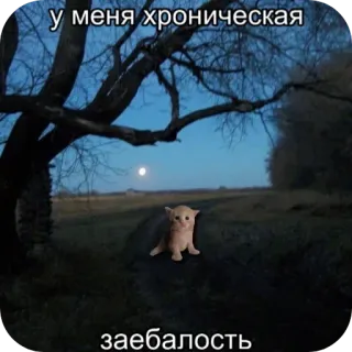 😢 ff384a25 у меня хроническая
заебалость gatto, gattino, notte, luna, sentiero, foresta, paesaggio telegram sticker
