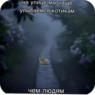 😿 271f68da на улице мы чаще улыбаемся котикам чем людям kucing, rusia, humor, meme, jalan, anak kucing telegram sticker