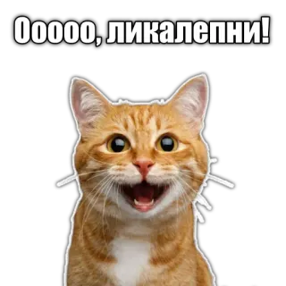 👍 1ce8890f Ооооо, ликалепни! gatto, gatto arancione, meme, divertente telegram sticker