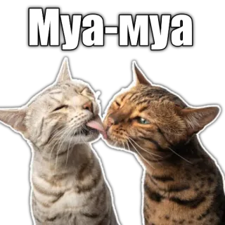 😘 3bf971df Муа-муа gatto, gatti, leccare, bacio, carino, animale, animale domestico telegram sticker