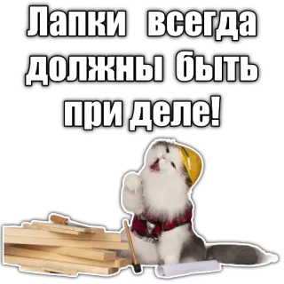 👨‍🔧 55b8c206 Лапки всегда должны быть при деле! gatto, costruzione, edificio, operaio, divertente, carino, gattino, testo russo telegram sticker