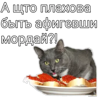 😲 6a014fa4 А что плахова быть афигевший мордай?! gatto, caviale, cibo, divertente, meme, russo telegram sticker
