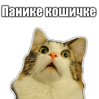 🙀 82d5da36 Панике кошичке gatto, panico, meme, russo telegram sticker