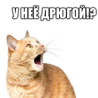 🙀 848c133a У НЕЁ ДРЮГОЙ!? gatto, meme, adesivo telegram sticker