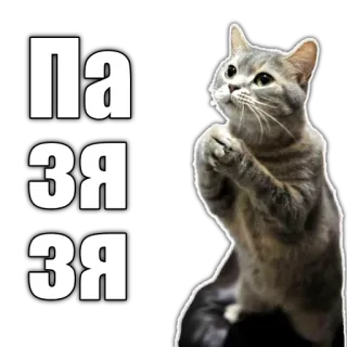 🥺 8a4320b4 Па
зя
зя gatto, elemosinare, meme, divertente telegram sticker