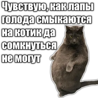 🫄 9599075f Чувствую, как лапы голода смыкаются на котик да сомкнуться не могут gatto, fame, divertente, adesivo, meme telegram sticker