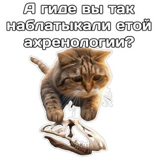 🦖 c82be333 А гиде вы так наблатыкали этой ахренологии? gatto, dinosauro, teschio, divertente, meme, animale telegram sticker