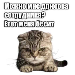 😡 d4a83945 Можно мне дрюгова сотрудника?
Етот меня бесит gatto, divertente, meme, russo, animale telegram sticker