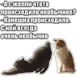 🍑 dab49104 - А с жеппи чтота
происходило необычное?
- Канешна происходило.
С ней всегда
очень необычно gatto, gatti, divertente, animale, meme telegram sticker