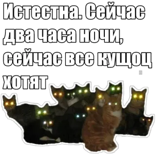 🍽 df38cb4e Истестна. Сейчас два часа ночи, сейчас все кущоц хотят gatto, gatti, notte, bagliore, occhi, adesivo telegram sticker