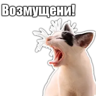 😤 e2af4c42 Возмущение! gatto, sbadiglio, arrabbiato, scontento telegram sticker
