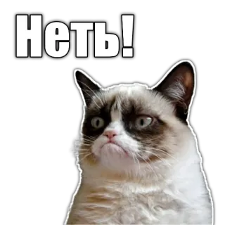🙅‍♂ fb30c142 Grumpy Cat Неть! gatto, scontroso, meme, negativo, no, russo telegram sticker