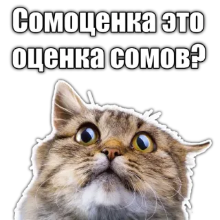 🐠 ffd9385e Сомоценка это оценка сомов? gatto, animale, divertente, meme telegram sticker