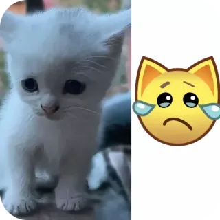 🐱 4f90bb07 새끼 고양이, 고양이, 슬픈, 이모티콘, 우는 telegram sticker