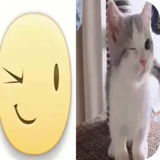 🐱 5b0b506c 고양이, 새끼 고양이, 윙크, 이모티콘, 귀여운, 애완 동물, 동물 telegram sticker