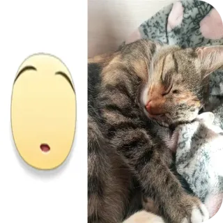 🐱 9c107b05 고양이, 자는, 이모지, 귀여운, 동물 telegram sticker