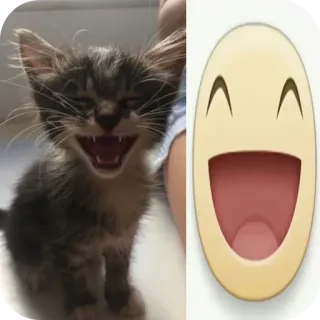 🐱 9cb96a10 새끼 고양이, 고양이, 이모티콘, 웃긴, 동물, 밈 telegram sticker