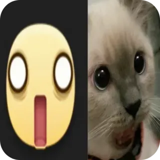 🐱 9e1dc839 고양이, 이모지, 놀람, 충격, 웃긴, 밈 telegram sticker