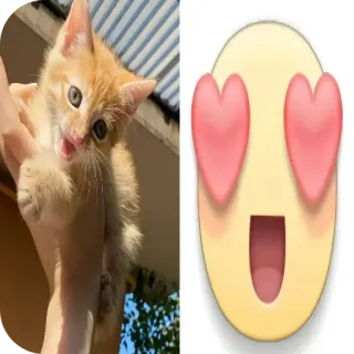 🐱 d3b46224 새끼 고양이, 고양이, 사랑, 이모티콘, 동물, 귀여운, 하트 telegram sticker