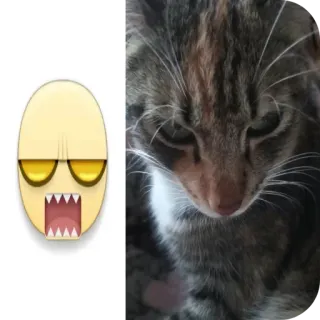 🐱 e03c3930 고양이, 새끼 고양이, 애완 동물, 동물, 화난, 노란 얼굴 telegram sticker