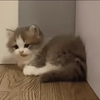 😬 2b4071f1 котёнок, кошка, животное, милый, питомец telegram sticker