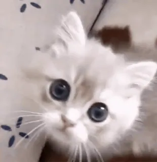 😇 3c0aea63 кот, котенок, милый, домашнее животное, животное telegram sticker