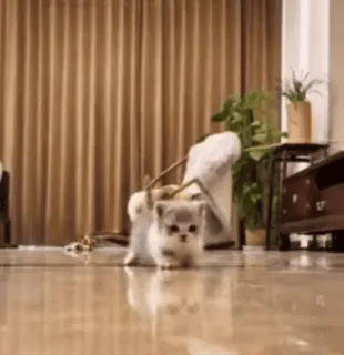 🏃‍♀️ 47fa8779 котёнок, милый, животное, кошка, очаровательный telegram sticker