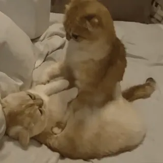 🥰 7d546687 кошки, животные, игривый, домашний, милый, питомцы telegram sticker