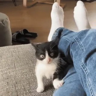 🤪 9b9a725b котёнок, кошка, питомец, животное, милый, домашний, кошачий telegram sticker