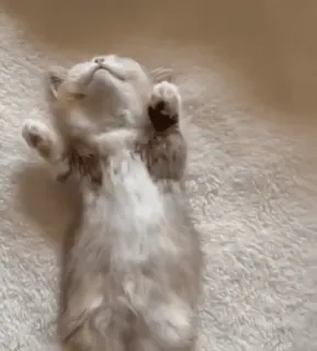 🥱 c208229a котёнок, кошка, животное, милый, сон, очаровательный telegram sticker