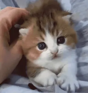 🤗 c6c4749f котёнок, кот, питомец, милый, животное, домашний telegram sticker