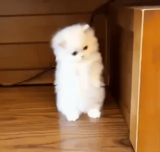 👀 cf65f447 котенок, кошка, белый, пушистый, милый, животное, питомец telegram sticker