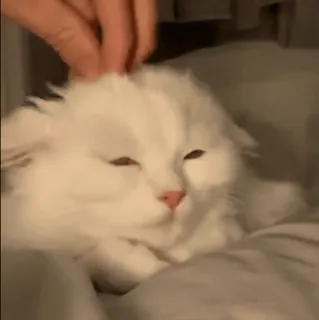 ☺️ e5e25433 кот, домашнее животное, животное, белый кот, домашний кот, милый, пушистый, гладить telegram sticker