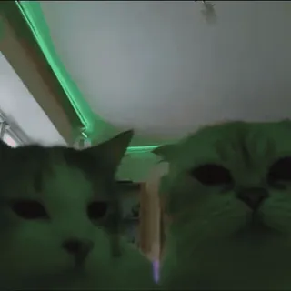 😎 f1b7eae9 кот, животные, домашние животные, домашние животные, милый, кошки telegram sticker