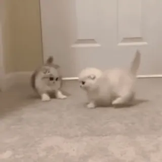 😇 fc0375e5 кошки, котята, милые животные, домашние животные, животные, домашние животные telegram sticker