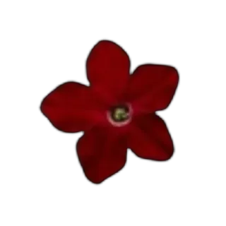 ❤ 7d503477 flower, red, nature, plant, floral, blossom, bloom whatsapp sticker