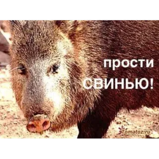 😔 ab021809 прости СВИНЬЮ! babi, binatang, rusia, maaf, lucu, babi hutan whatsapp sticker