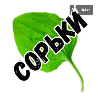 😔 b07df17c СОРЬЯКИ растение, лист, зеленый, природа telegram sticker
