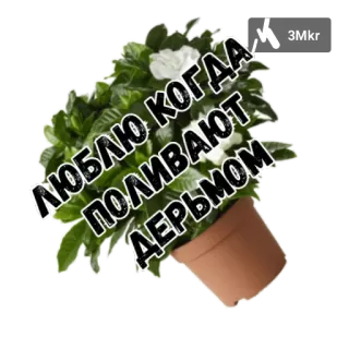 💩 bd6a4e2f ЛЮБЛЮ КОГДА ПОЛИВАЮТ ДЕРЬМОМ растение, оскорбительный, горшок, цветок telegram sticker