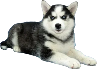 😖 55056a98 Hund, Husky, Welpe, süß, Tier, Haustier telegram sticker